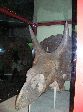 035_2009-0119-1119-51.jpg